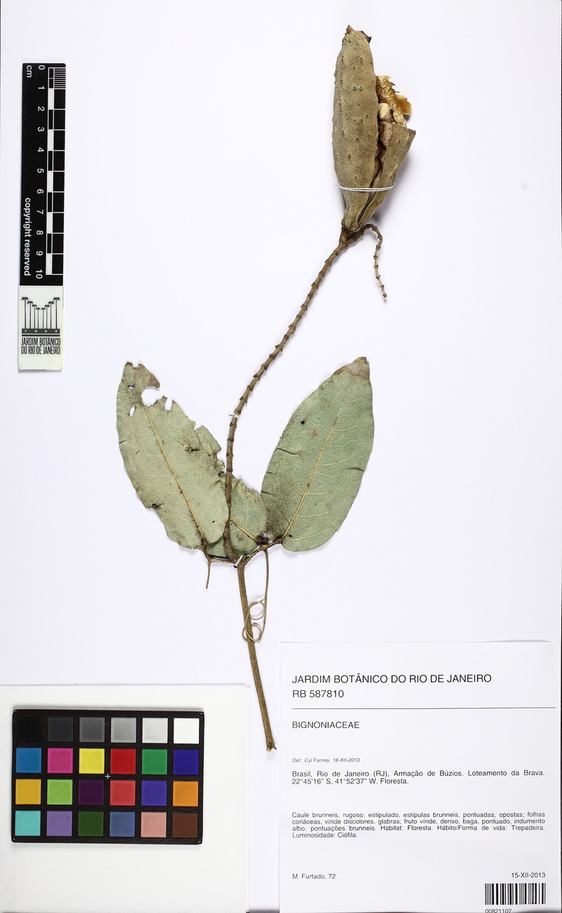 Adenocalymma trifoliatum photo 4