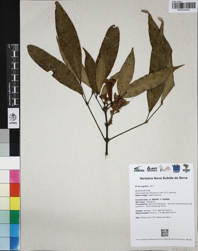 Adenocalymma trifoliatum photo 5