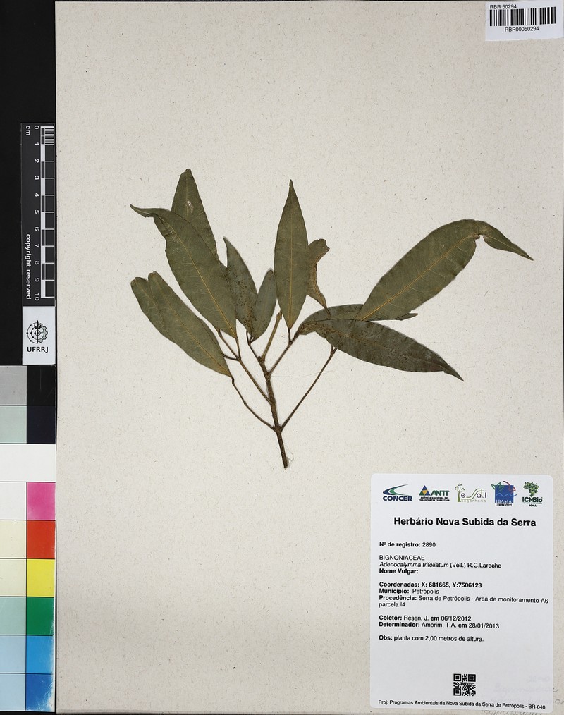 Adenocalymma trifoliatum photo 6
