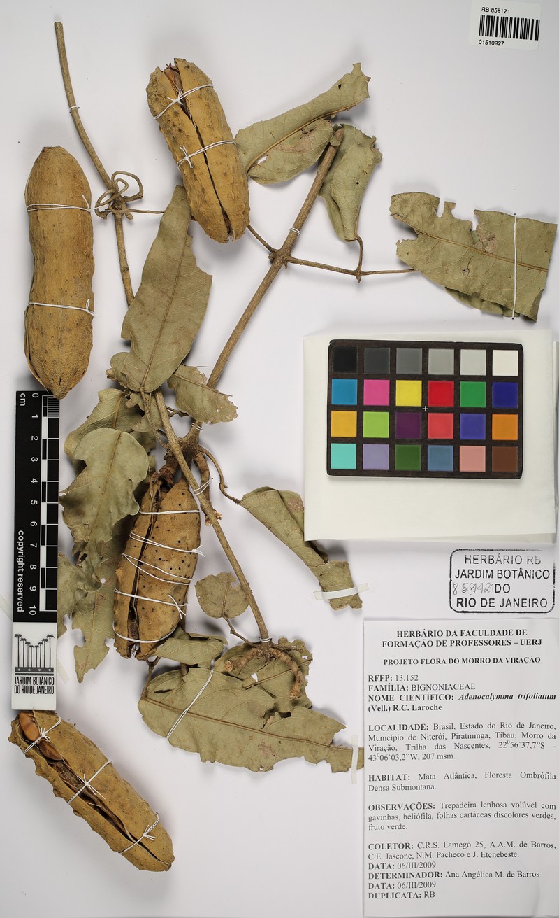 Adenocalymma trifoliatum photo 7