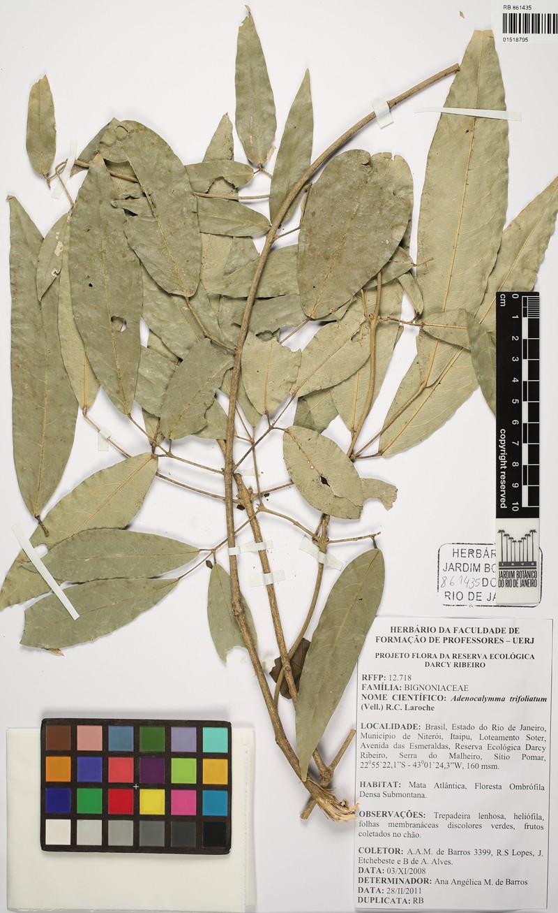 Adenocalymma trifoliatum photo 8