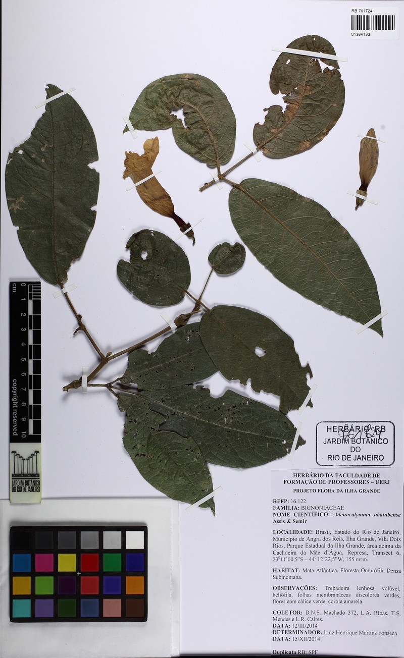 Adenocalymma ubatubense