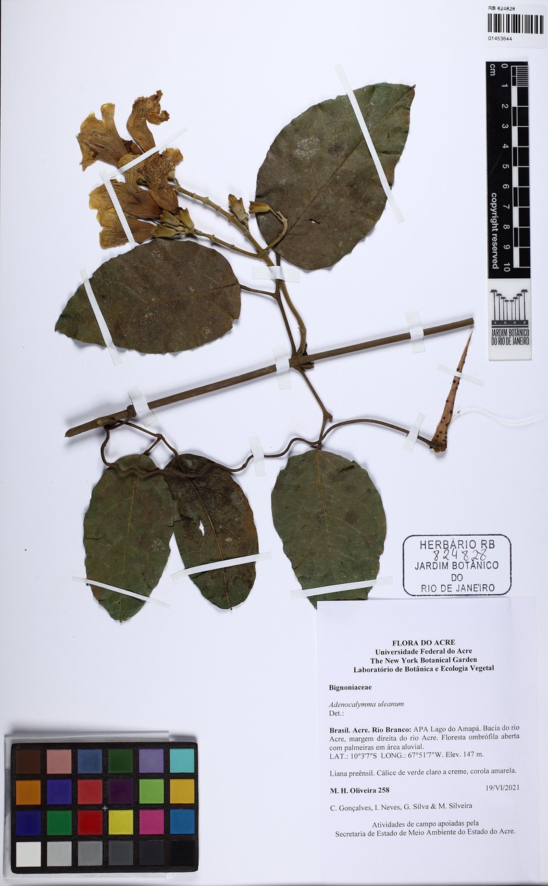 Adenocalymma uleanum