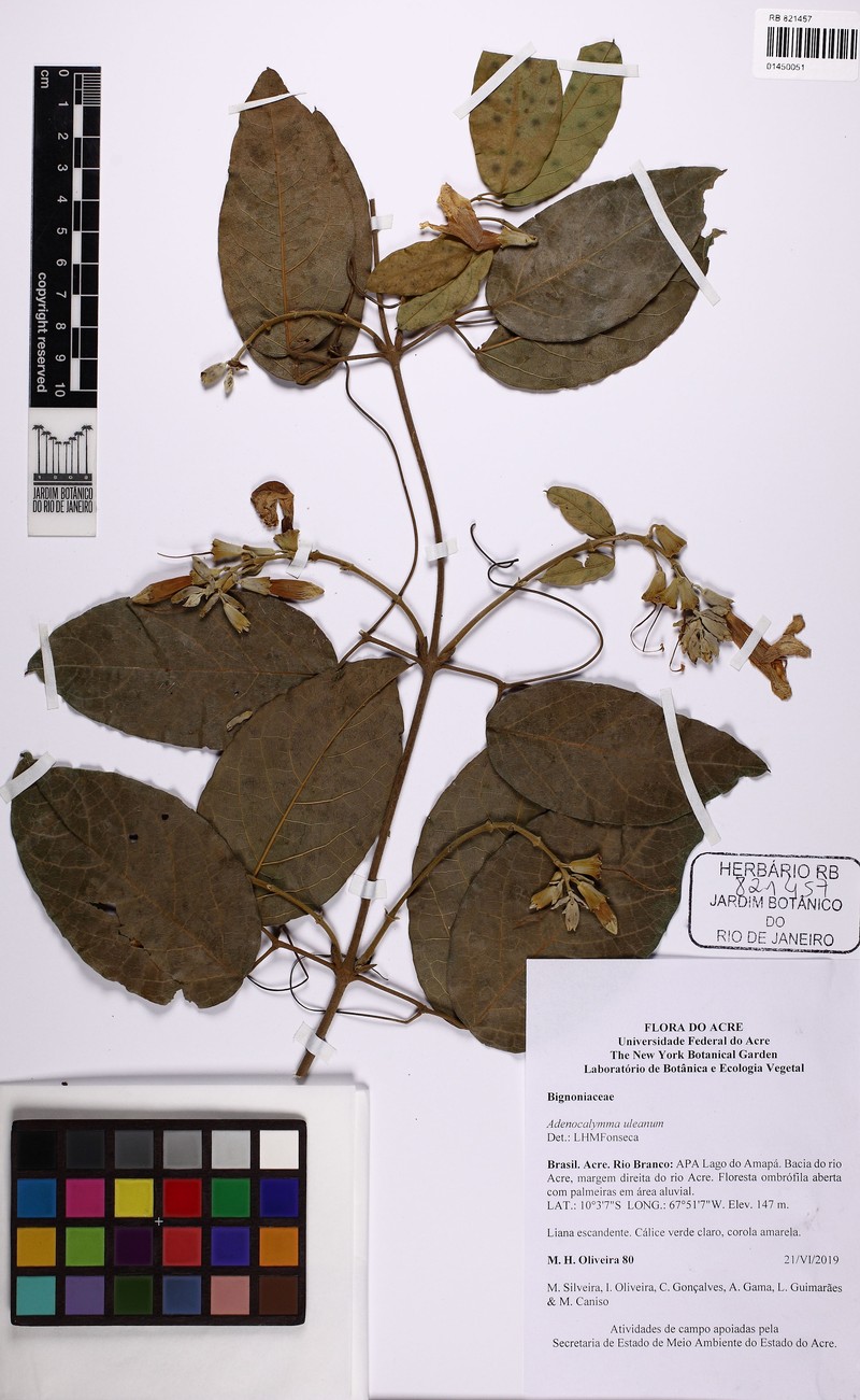 Adenocalymma uleanum photo 2