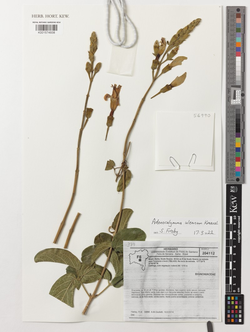 Adenocalymma uleanum photo 3
