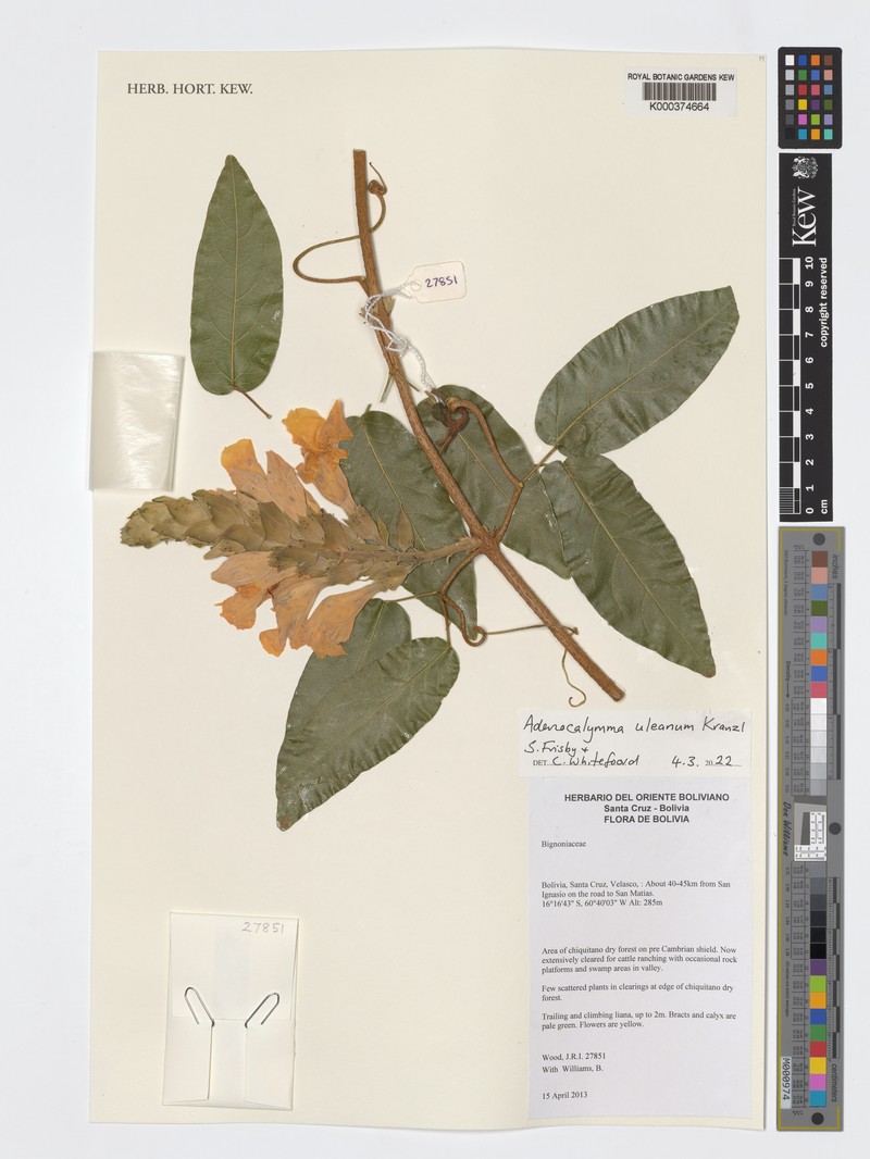 Adenocalymma uleanum photo 4