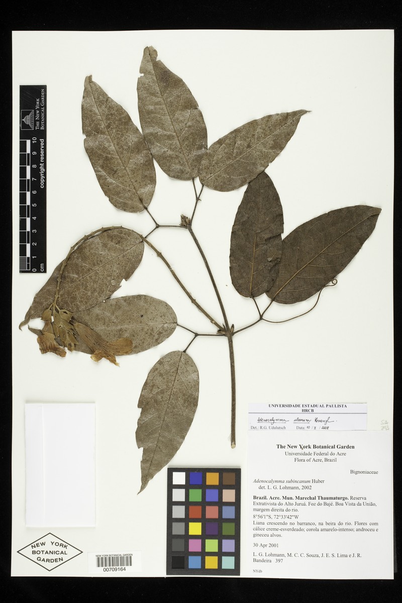 Adenocalymma uleanum photo 5