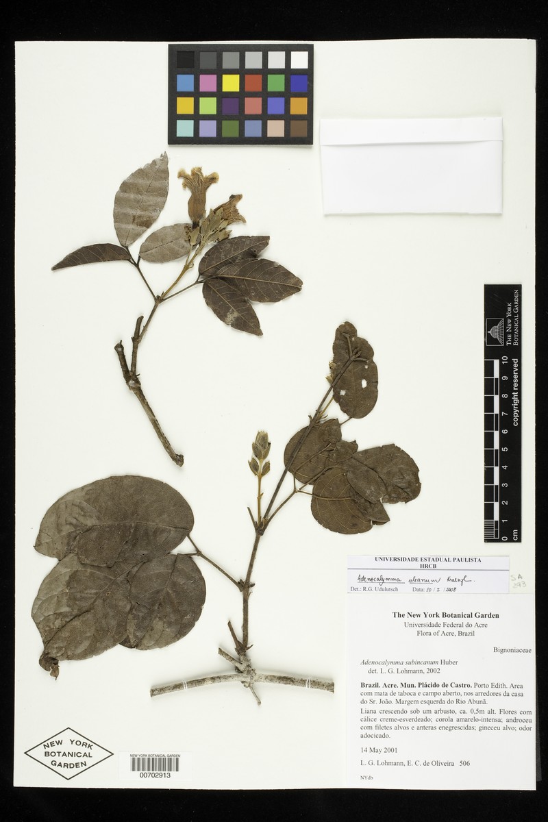 Adenocalymma uleanum photo 6