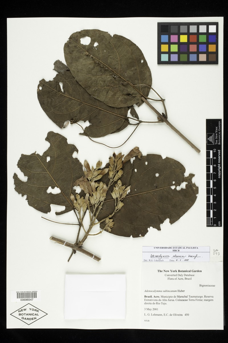 Adenocalymma uleanum photo 7