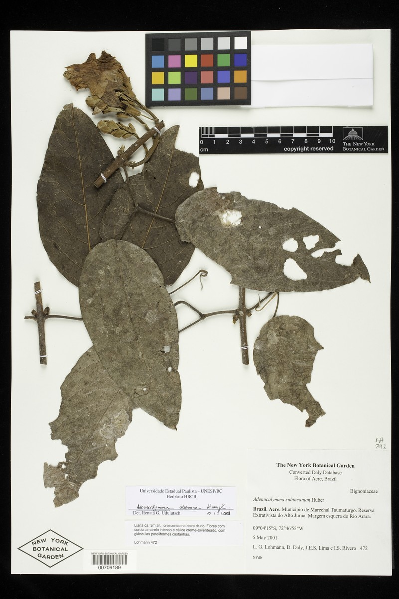 Adenocalymma uleanum photo 8