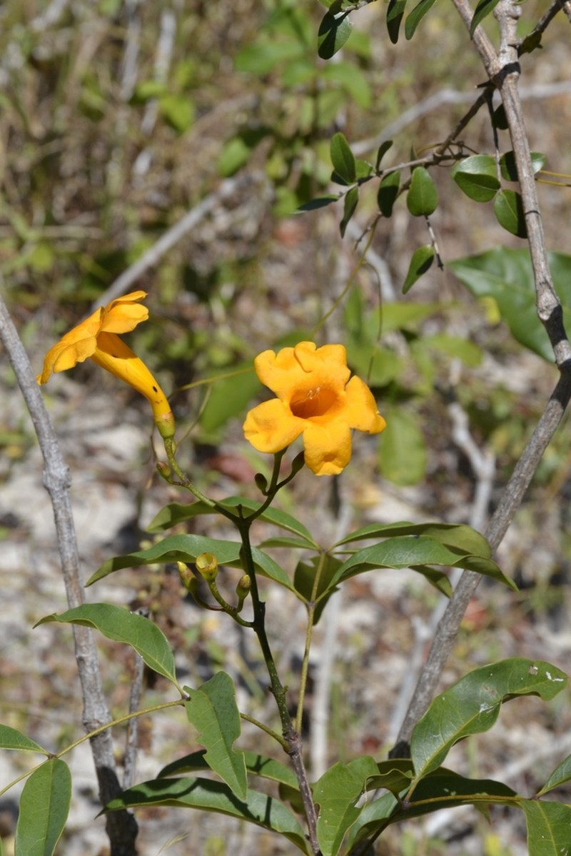 Adenocalymma validum photo 2