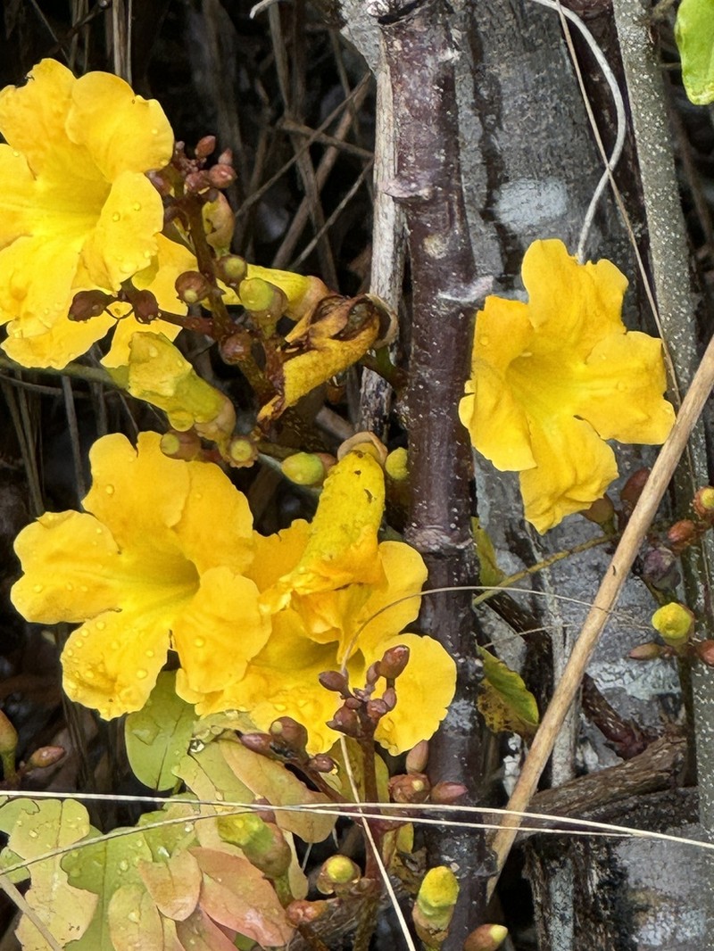 Adenocalymma validum photo 3
