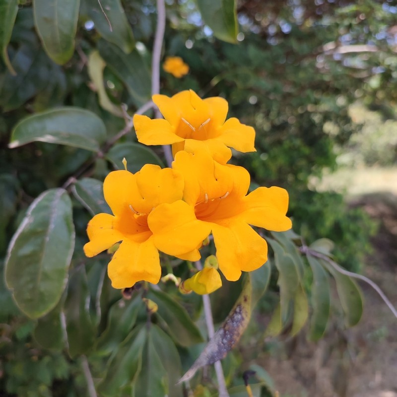 Adenocalymma validum photo 4