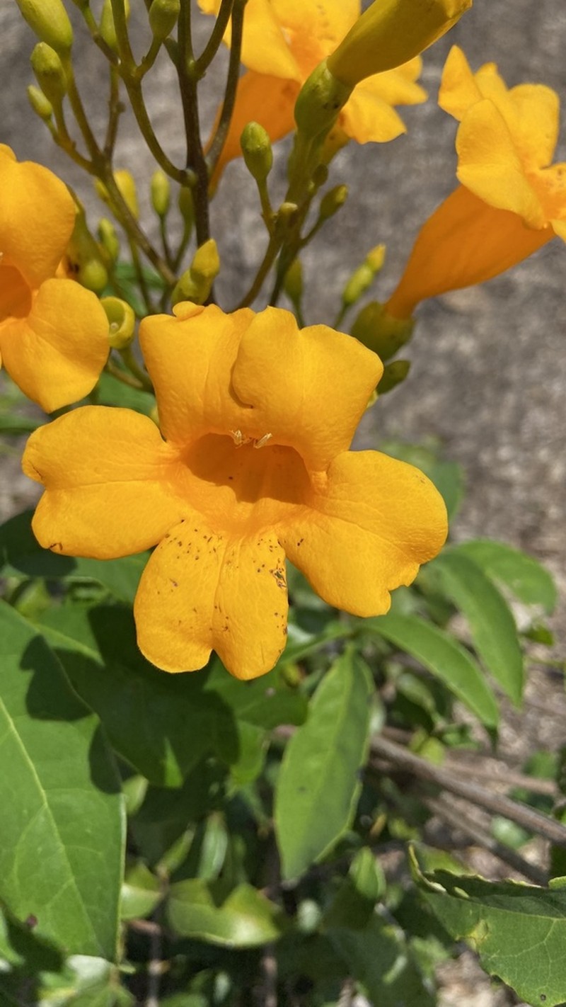 Adenocalymma validum photo 5