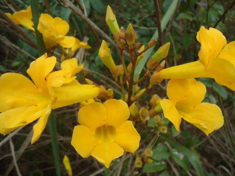 Adenocalymma validum photo 6