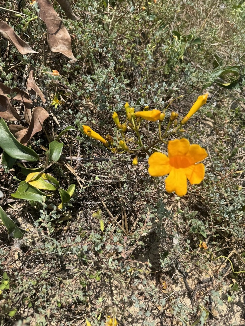 Adenocalymma validum photo 8