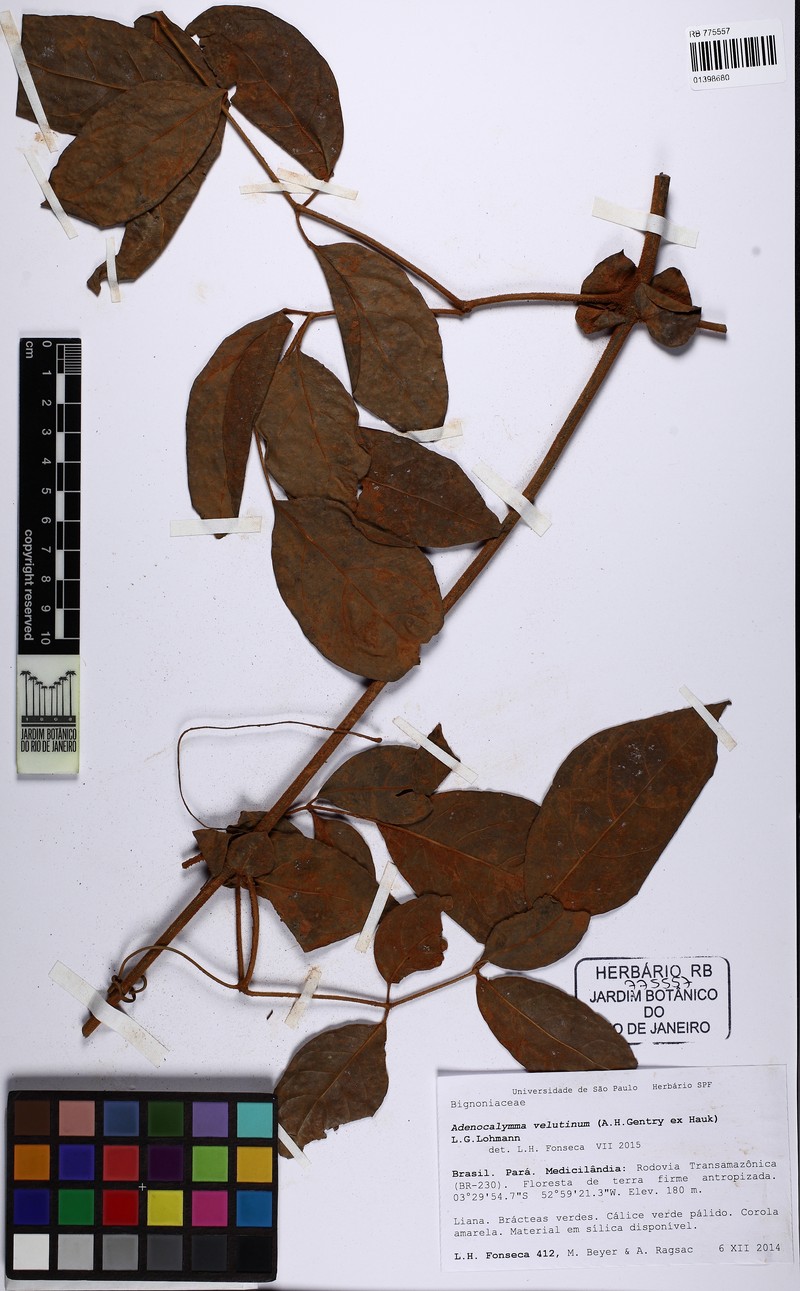 Adenocalymma velutinum