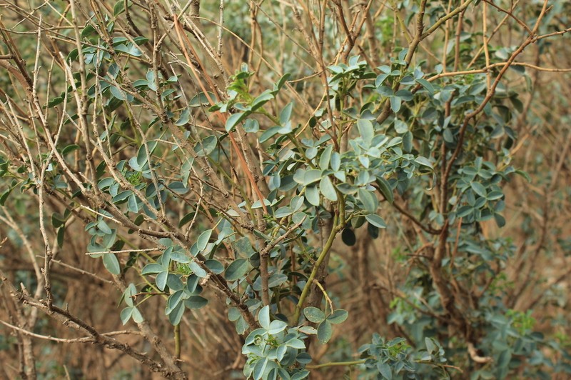 Adenocarpus anagyrifolius