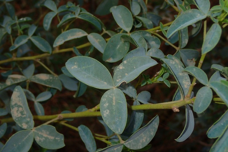 Adenocarpus anagyrifolius photo 2