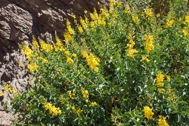 Adenocarpus anagyrifolius photo 3