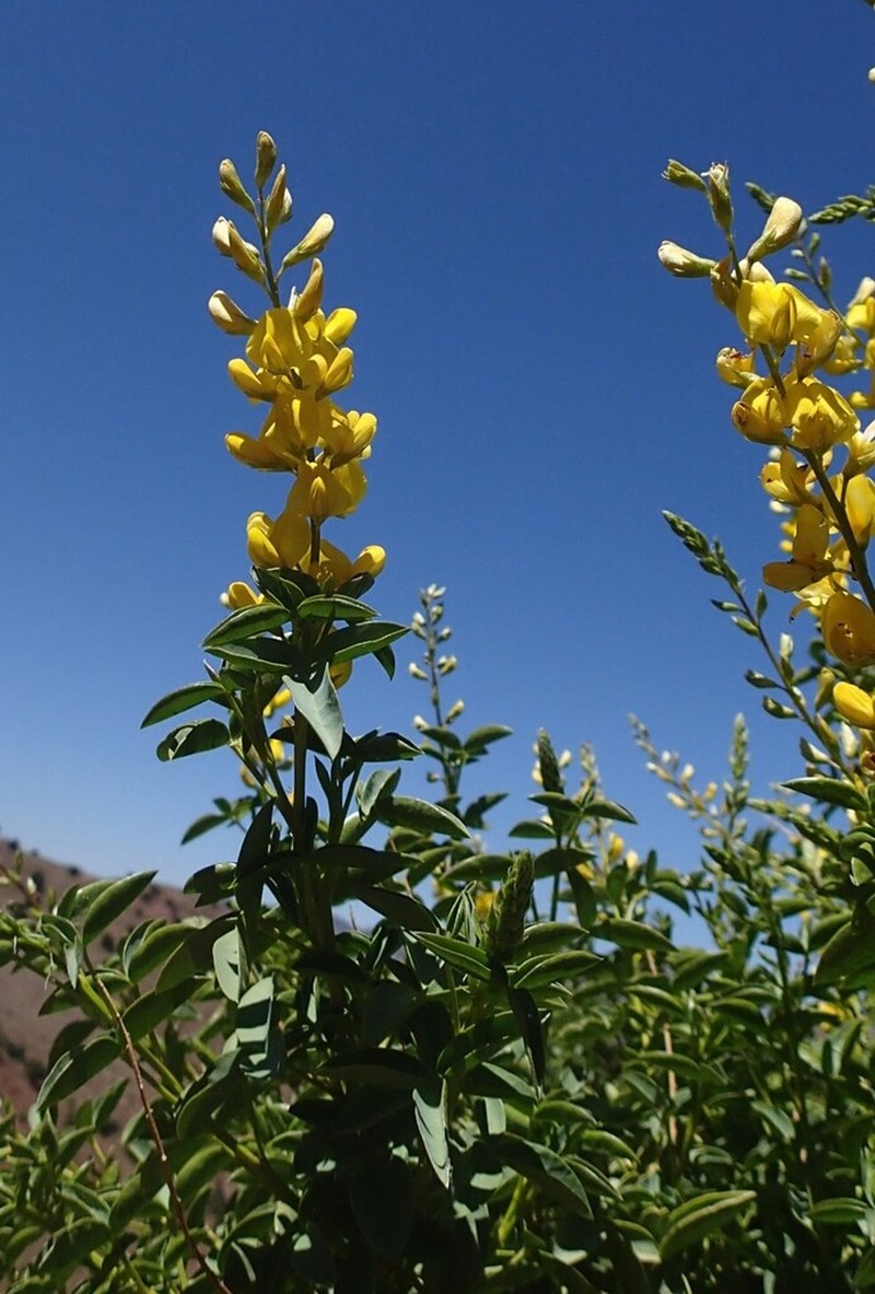 Adenocarpus anagyrifolius photo 4