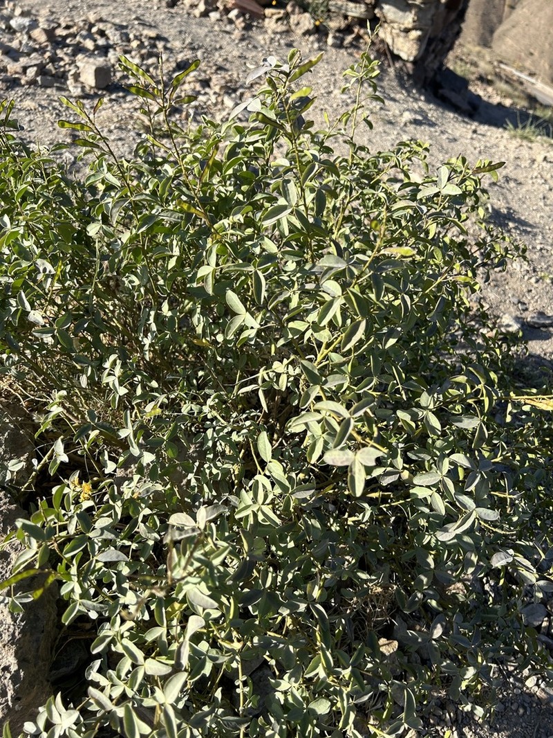 Adenocarpus anagyrifolius photo 5