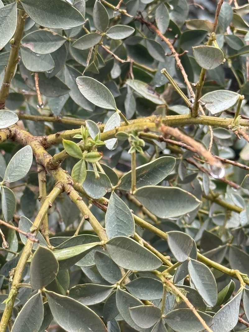 Adenocarpus anagyrifolius photo 6
