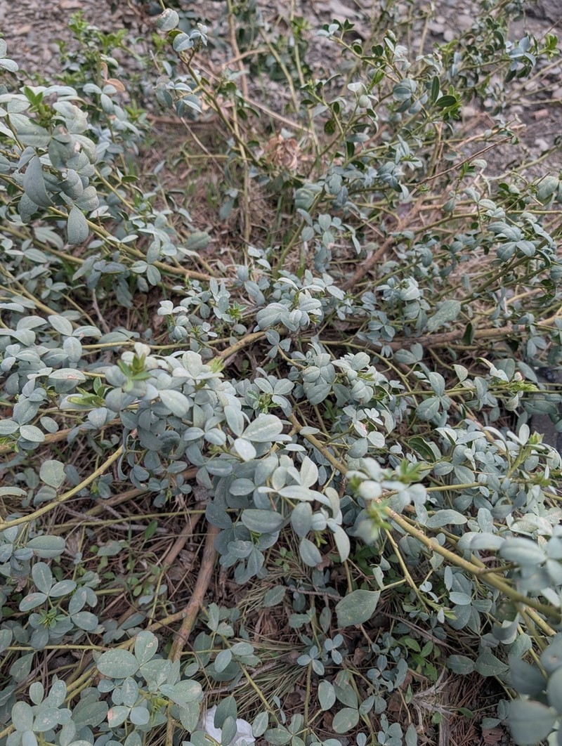 Adenocarpus anagyrifolius photo 7