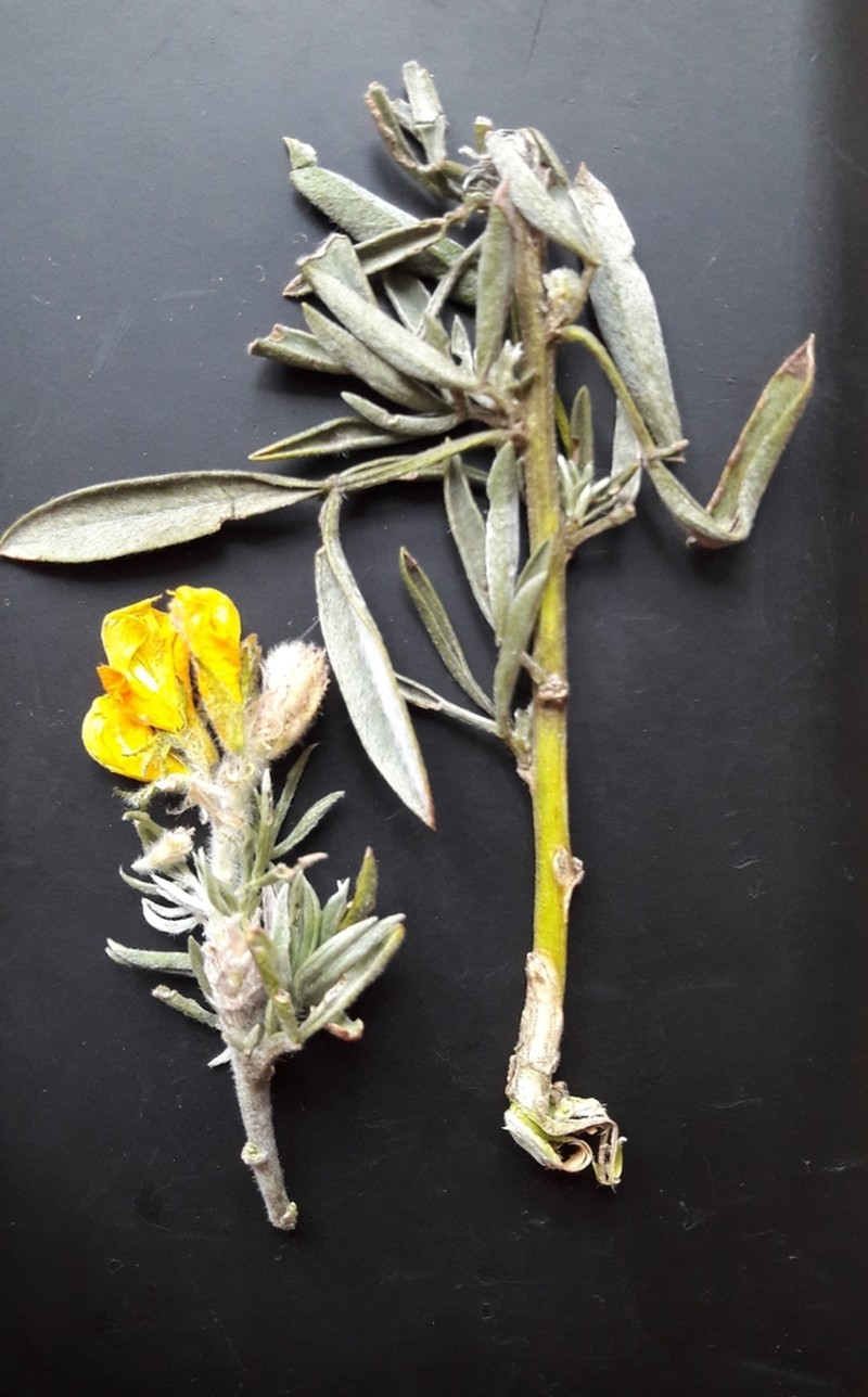 Adenocarpus argyrophyllus photo 3
