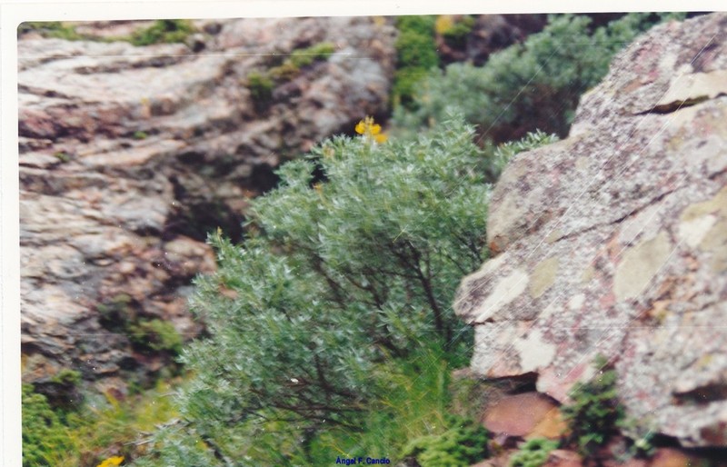 Adenocarpus argyrophyllus photo 4