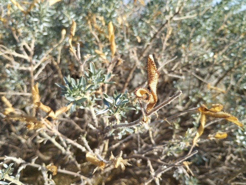 Adenocarpus argyrophyllus photo 5