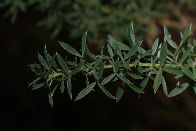 Adenocarpus argyrophyllus photo 7