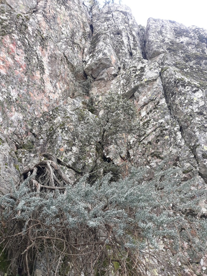 Adenocarpus argyrophyllus photo 8