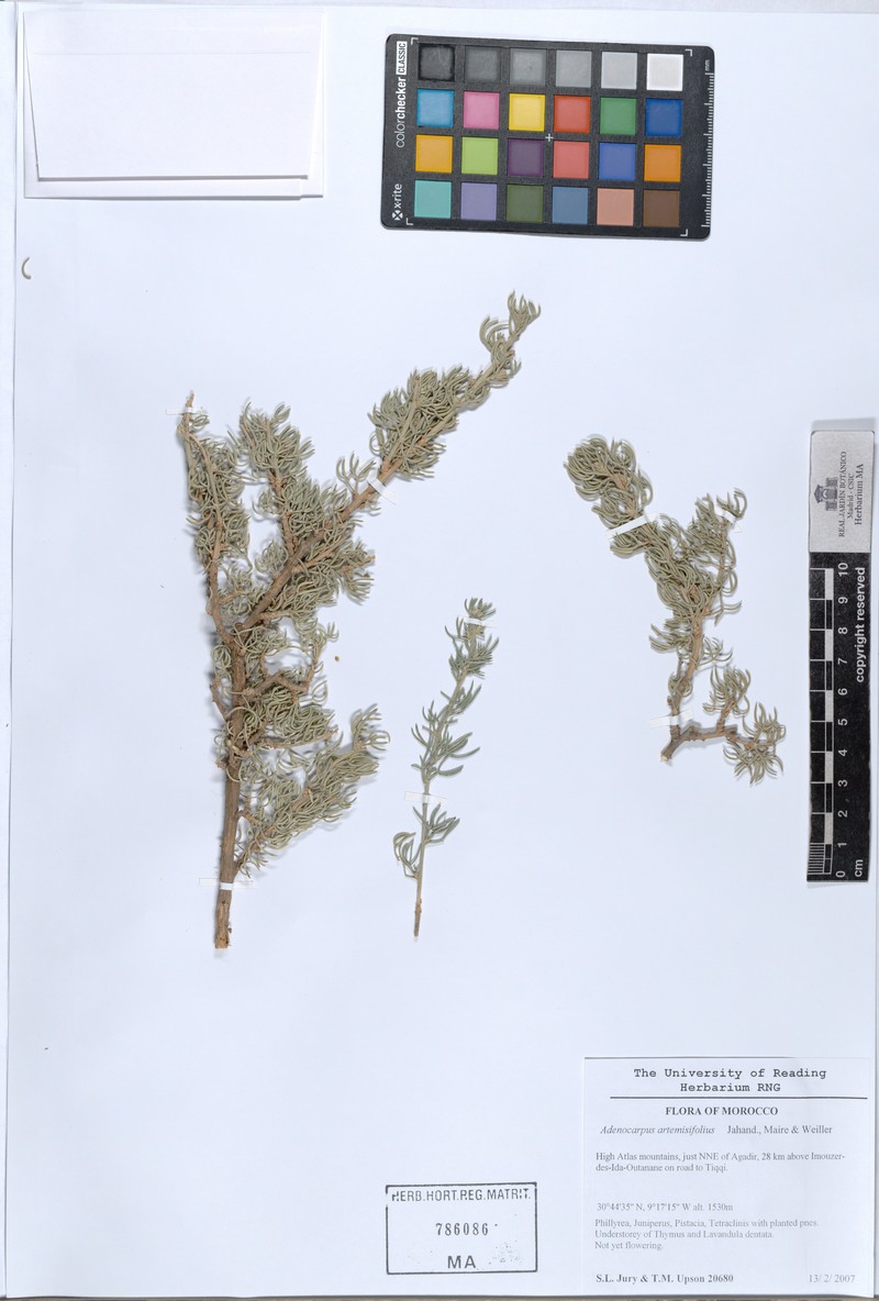 Adenocarpus artemisiifolius