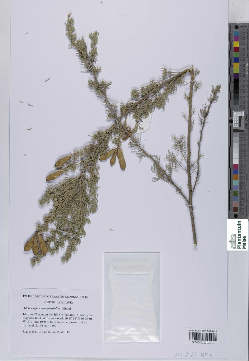 Adenocarpus artemisiifolius photo 2