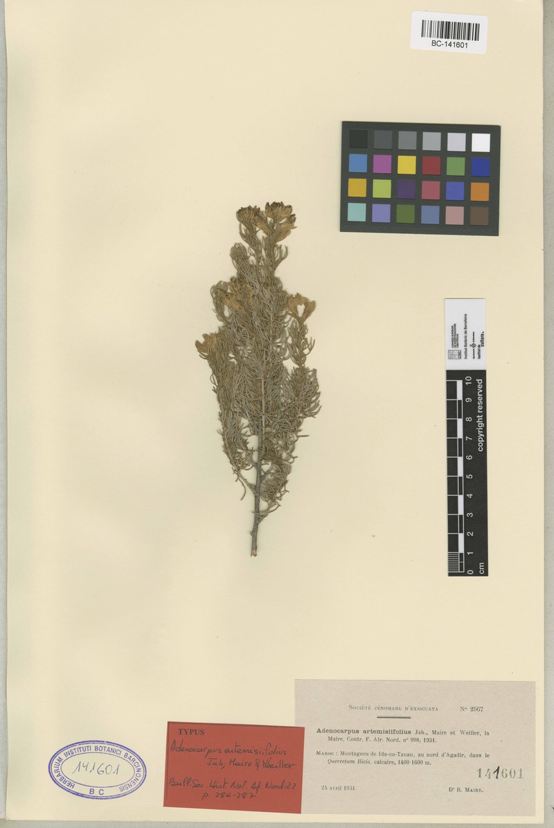 Adenocarpus artemisiifolius photo 3