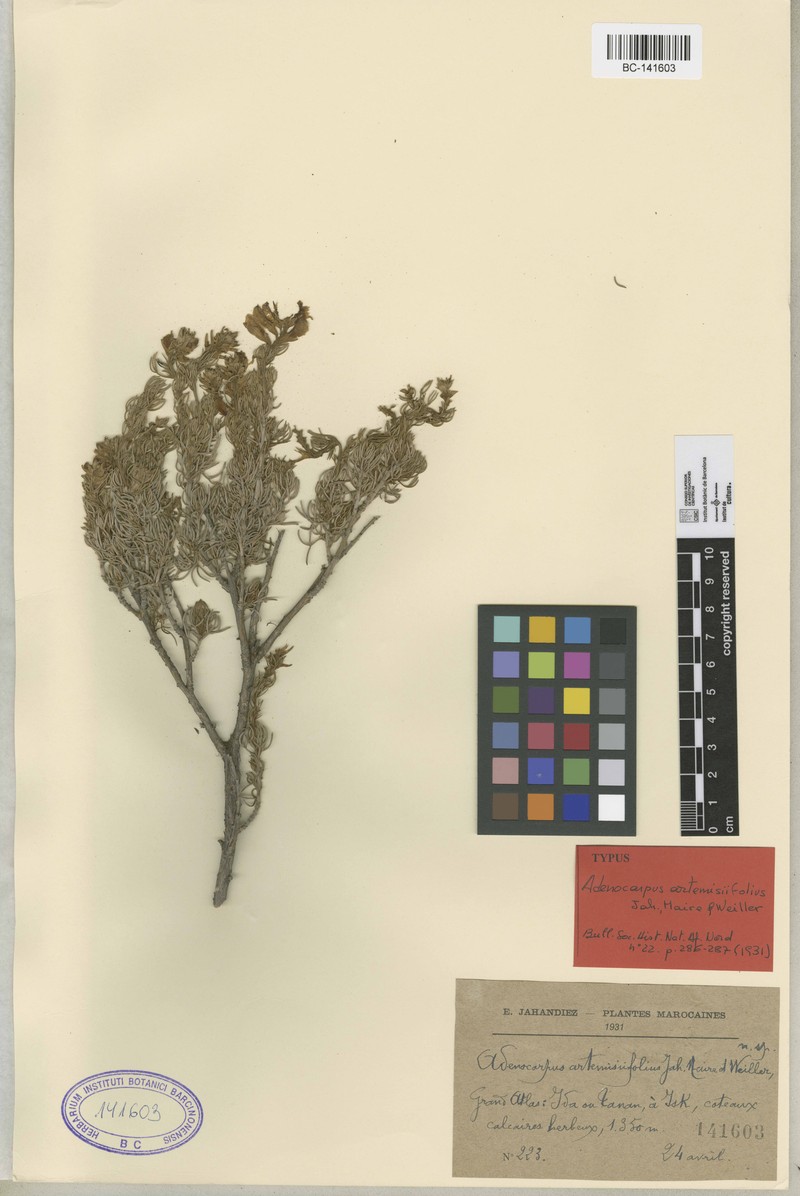 Adenocarpus artemisiifolius photo 4