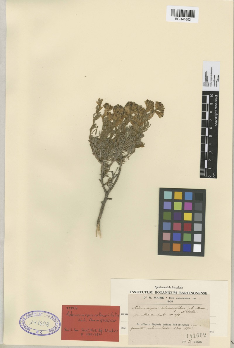 Adenocarpus artemisiifolius photo 5