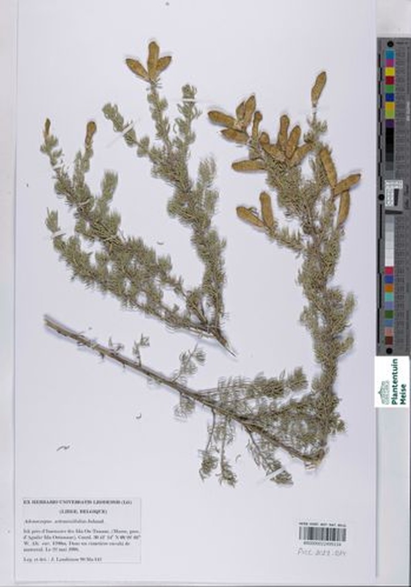 Adenocarpus artemisiifolius photo 6
