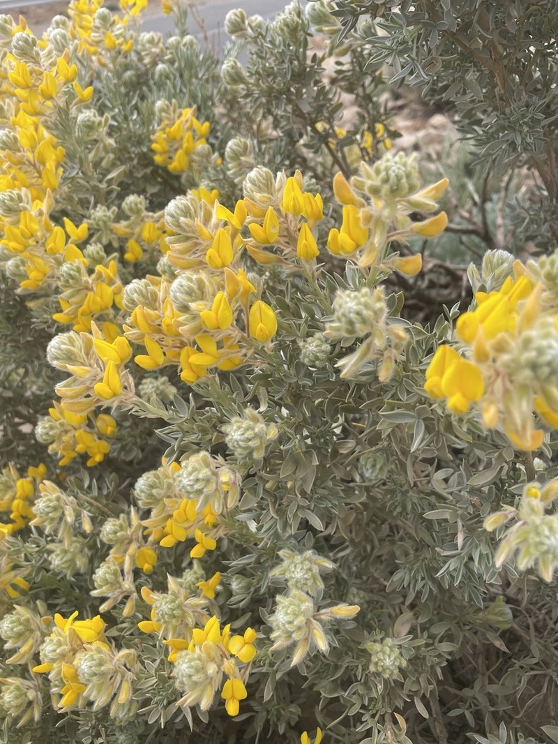 Adenocarpus bacquei
