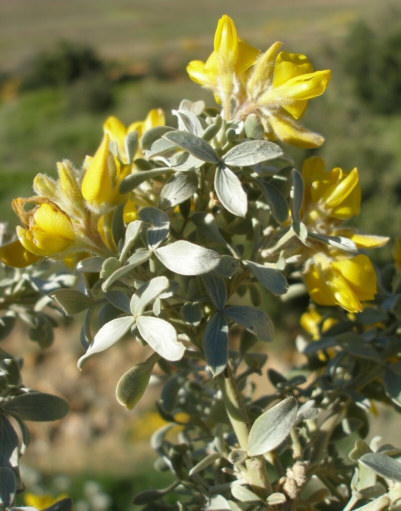 Adenocarpus bacquei photo 2