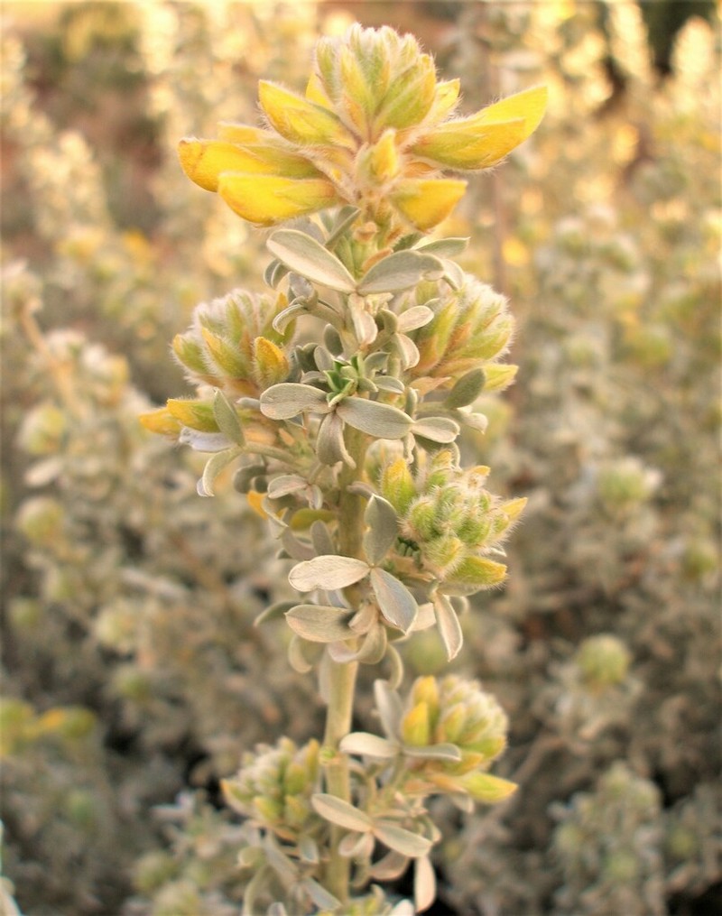 Adenocarpus bacquei photo 3