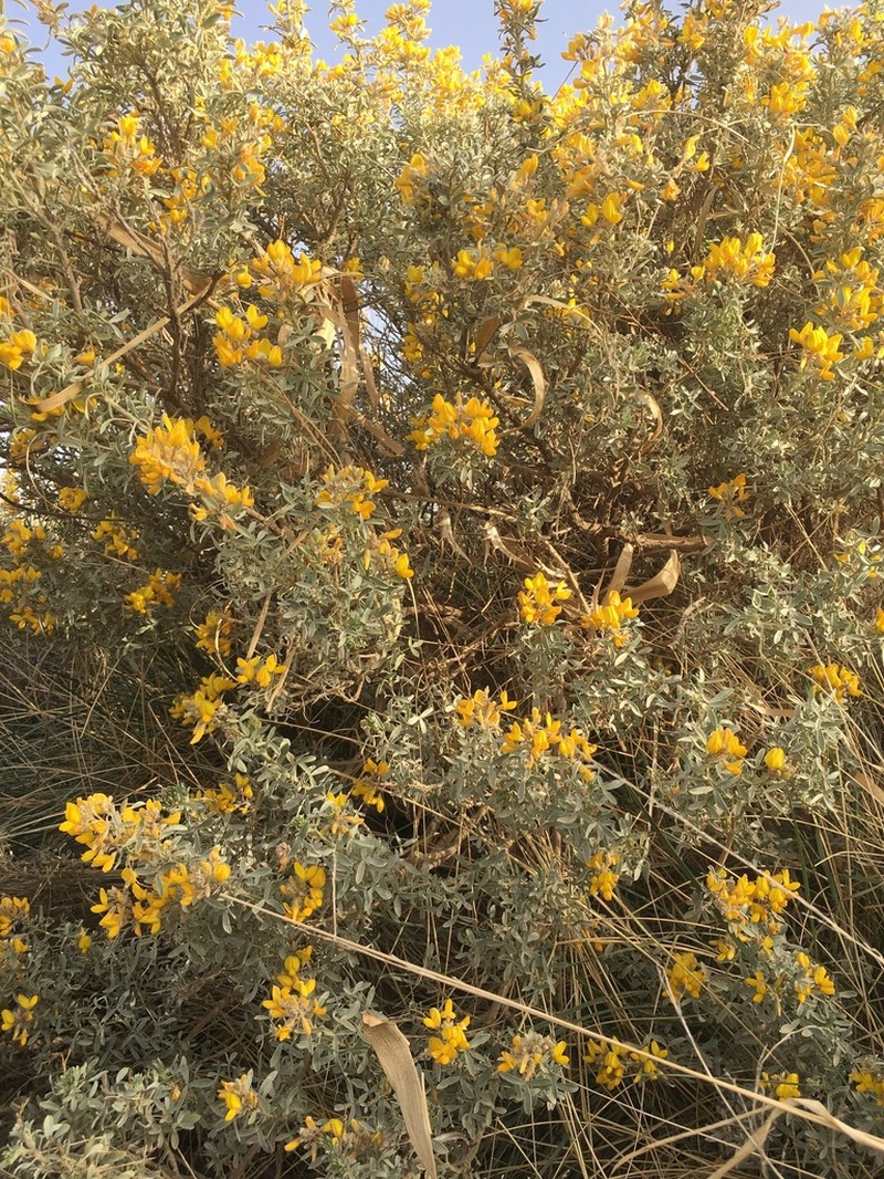 Adenocarpus bacquei photo 4