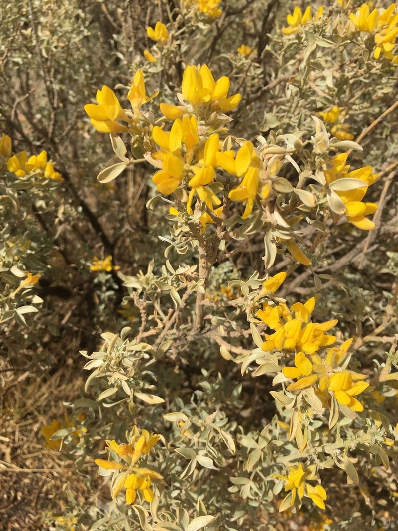 Adenocarpus bacquei photo 5