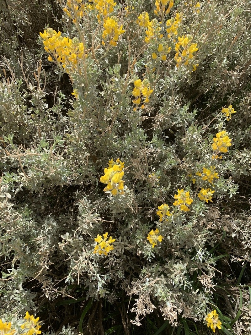 Adenocarpus bacquei photo 6