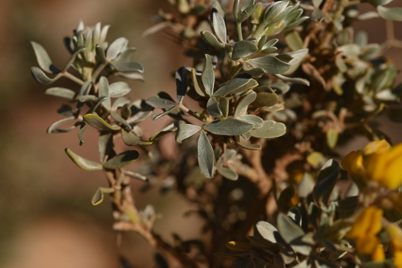 Adenocarpus bacquei photo 8