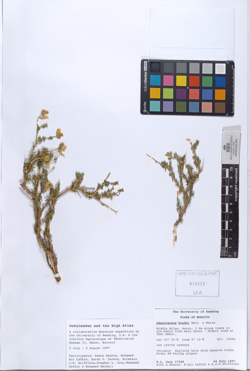 Adenocarpus boudyi
