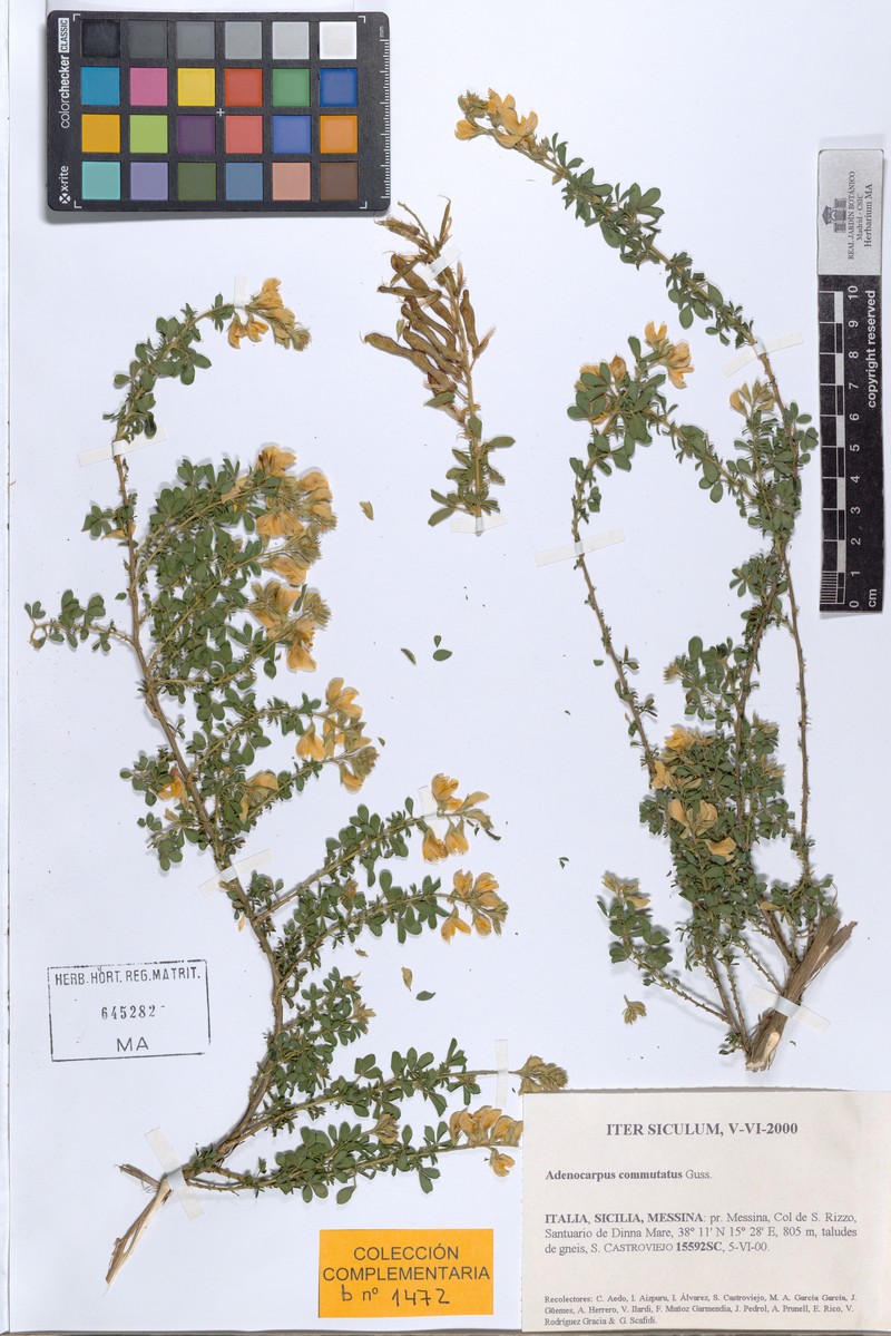 Adenocarpus commutatus