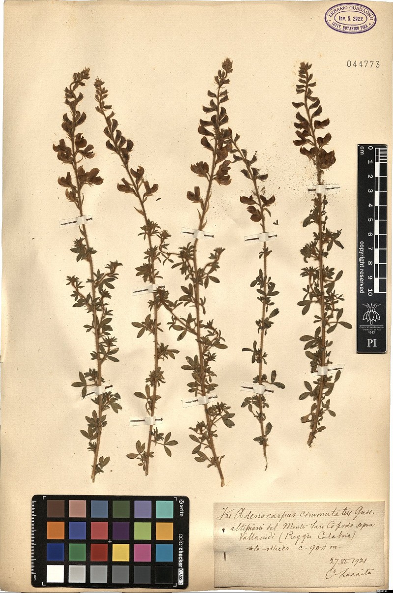 Adenocarpus commutatus photo 2