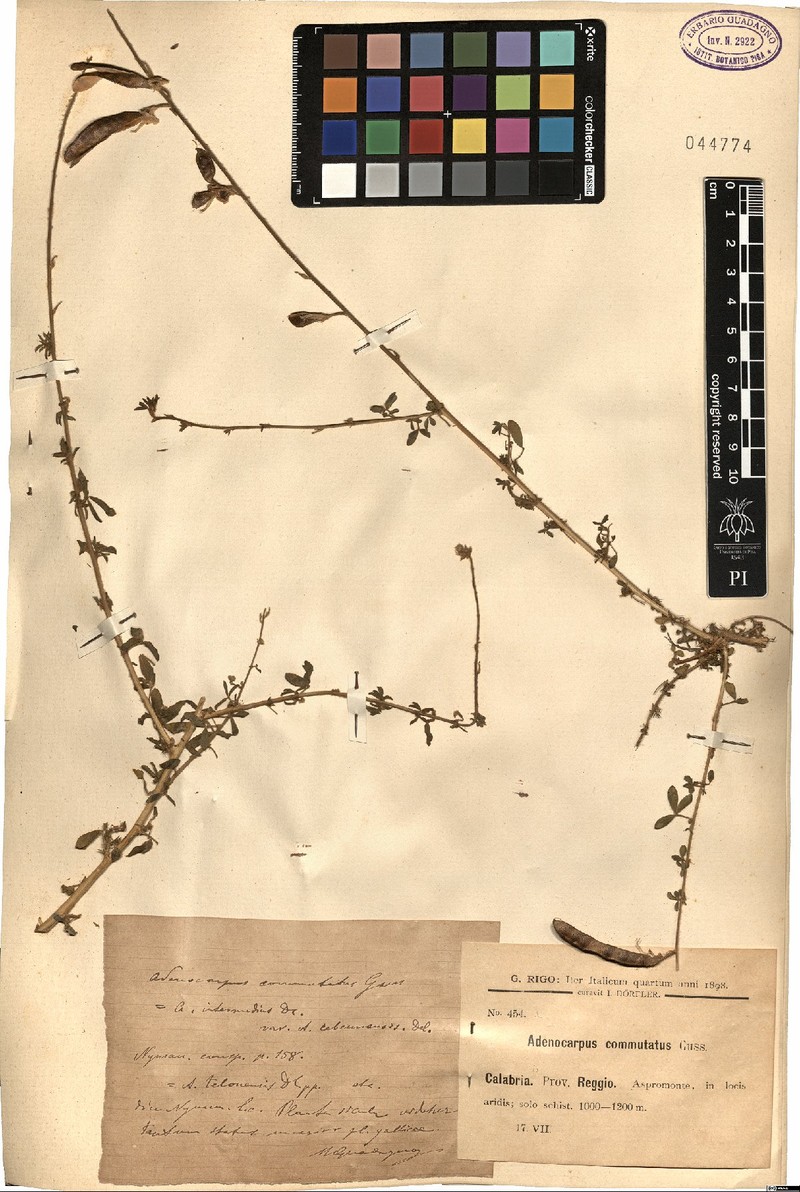 Adenocarpus commutatus photo 3